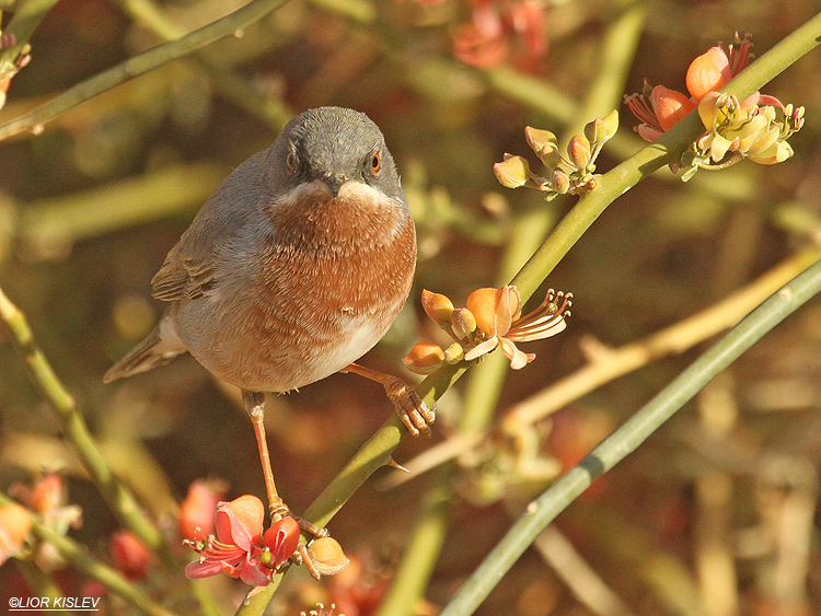  Subalpine Warbler  Sylvia cantillans Holand park,Eilat,15-03-12 .Lior Kislev                     